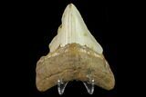 Fossil Megalodon Tooth - North Carolina #131595-2